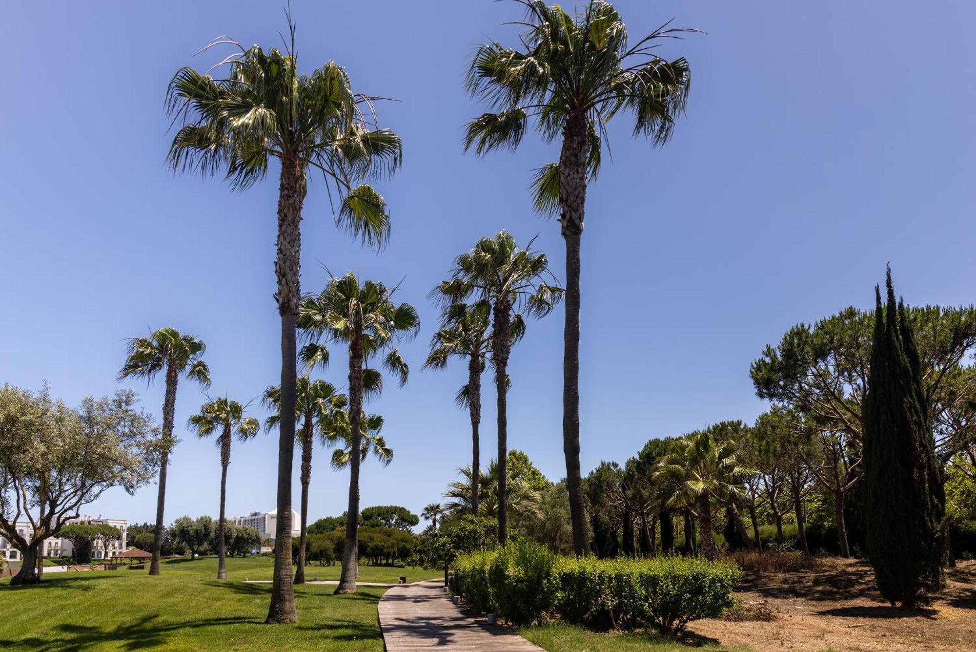 Domes Lake Algarve, Autograph Collection Vilamoura Bagian luar foto Palm trees in the park